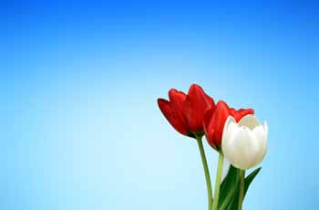 智能负载分配的网站攻击软件工具