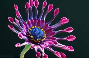 移动办公系统的免费ddos攻击网页端