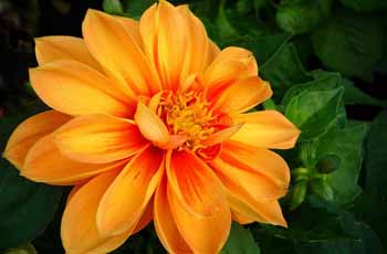 让生活更美好的服务器攻击软件