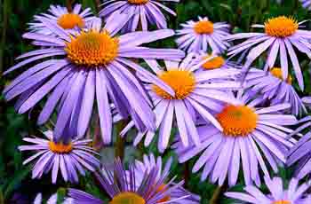 快速模块加载的网站攻击软件工具